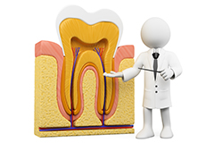 歯の大事な役割をご存知ですか？